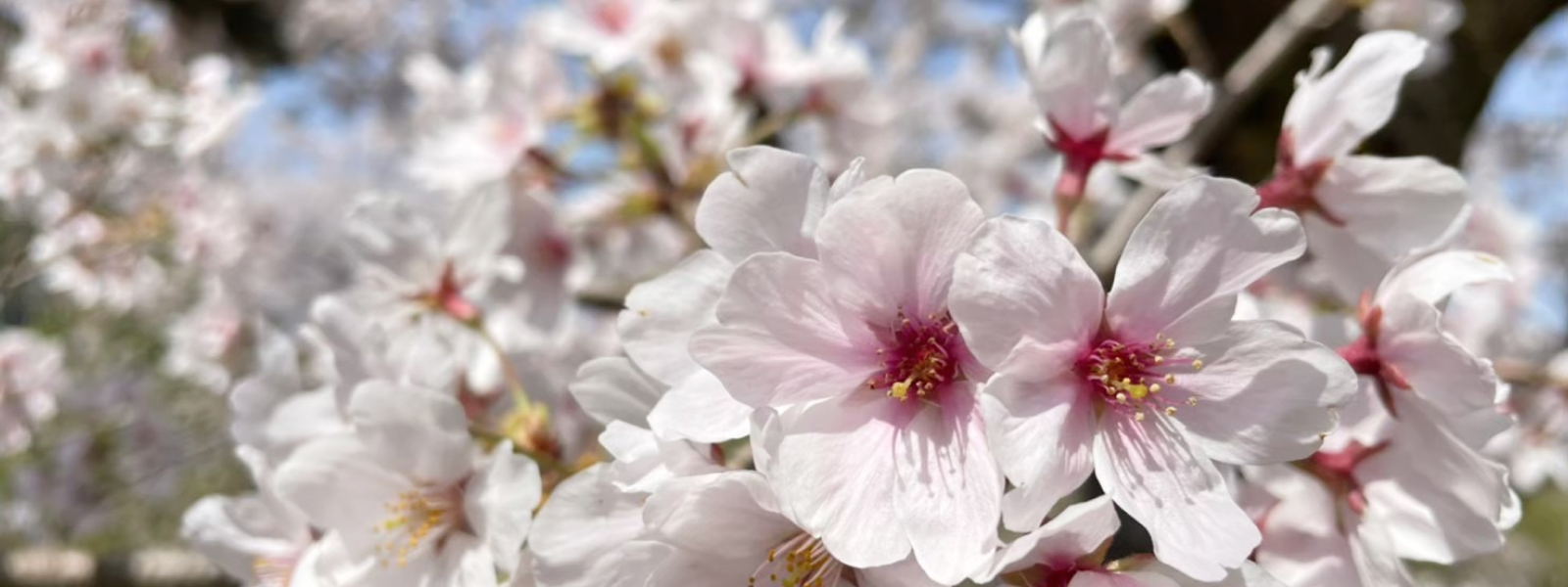 桜の写真