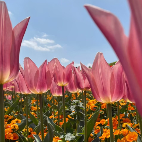 赤いチューリップと青空の写真
