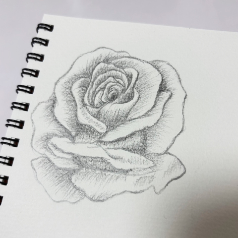 バラのデッサンの写真
