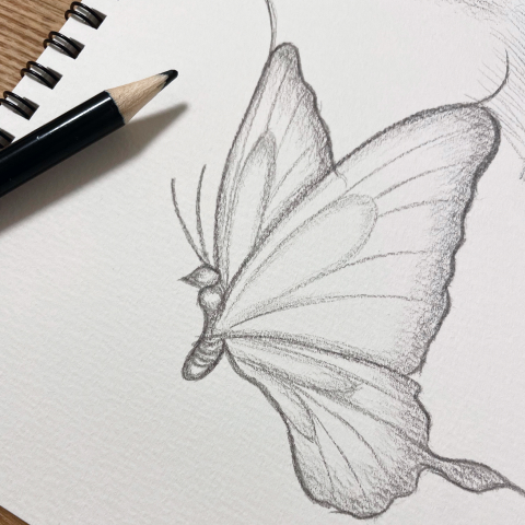 蝶々のデッサンの写真